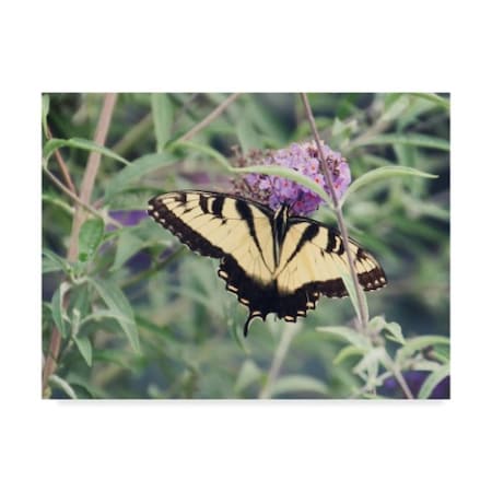 Liz Zernich 'Yellow Butterfly Purple Flower' Canvas Art,24x32